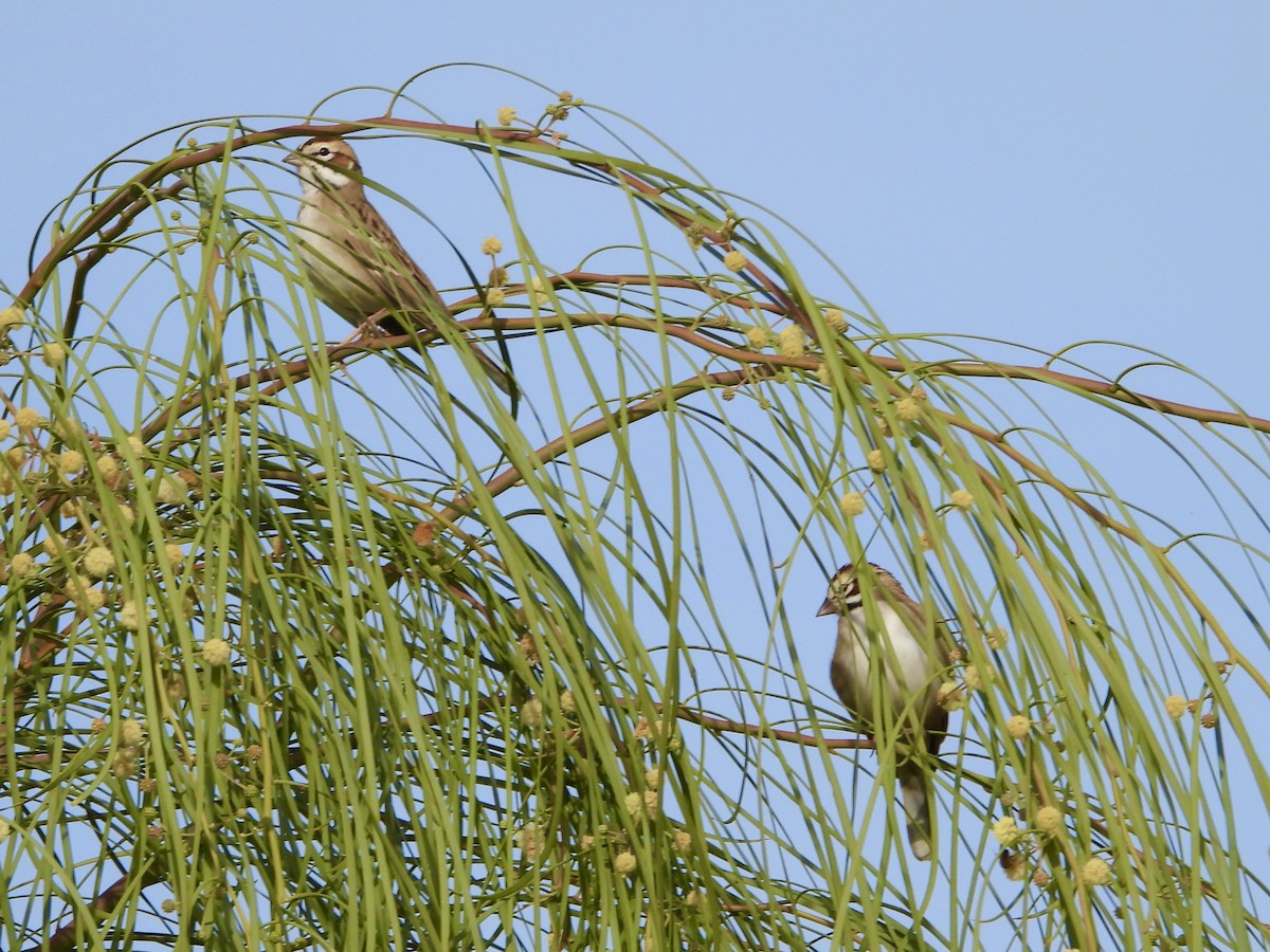 Lark Sparrow - ML647144204