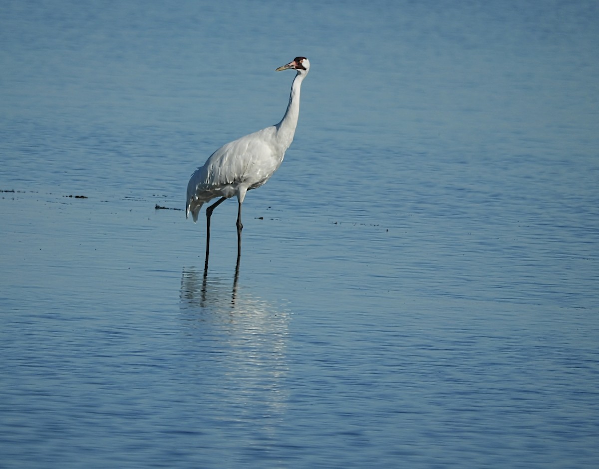 jeřáb americký - ML647144207