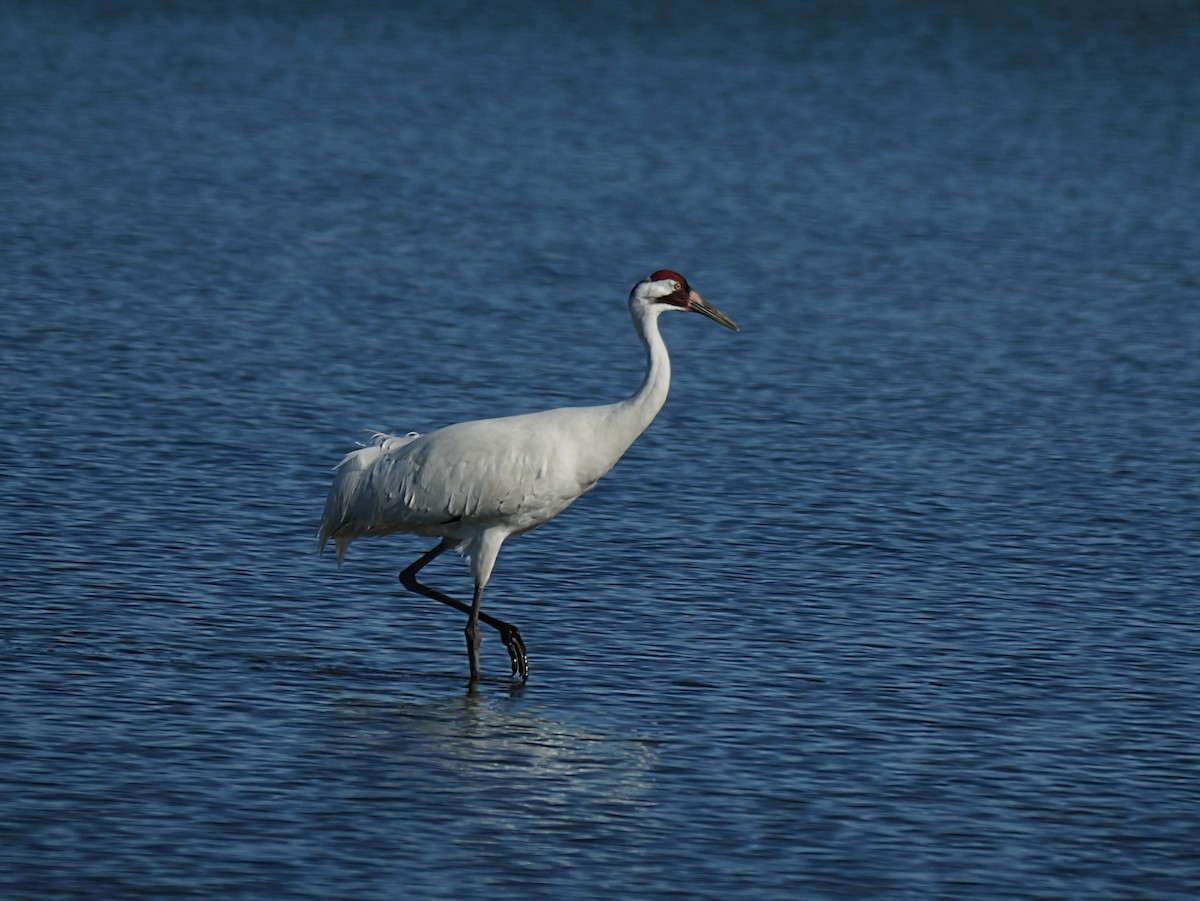 jeřáb americký - ML647144208