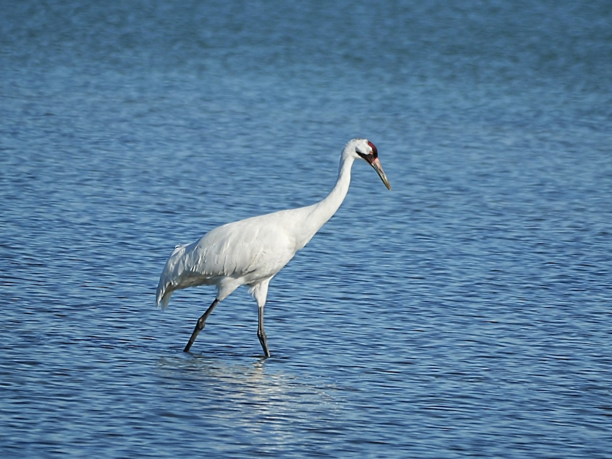 jeřáb americký - ML647144209