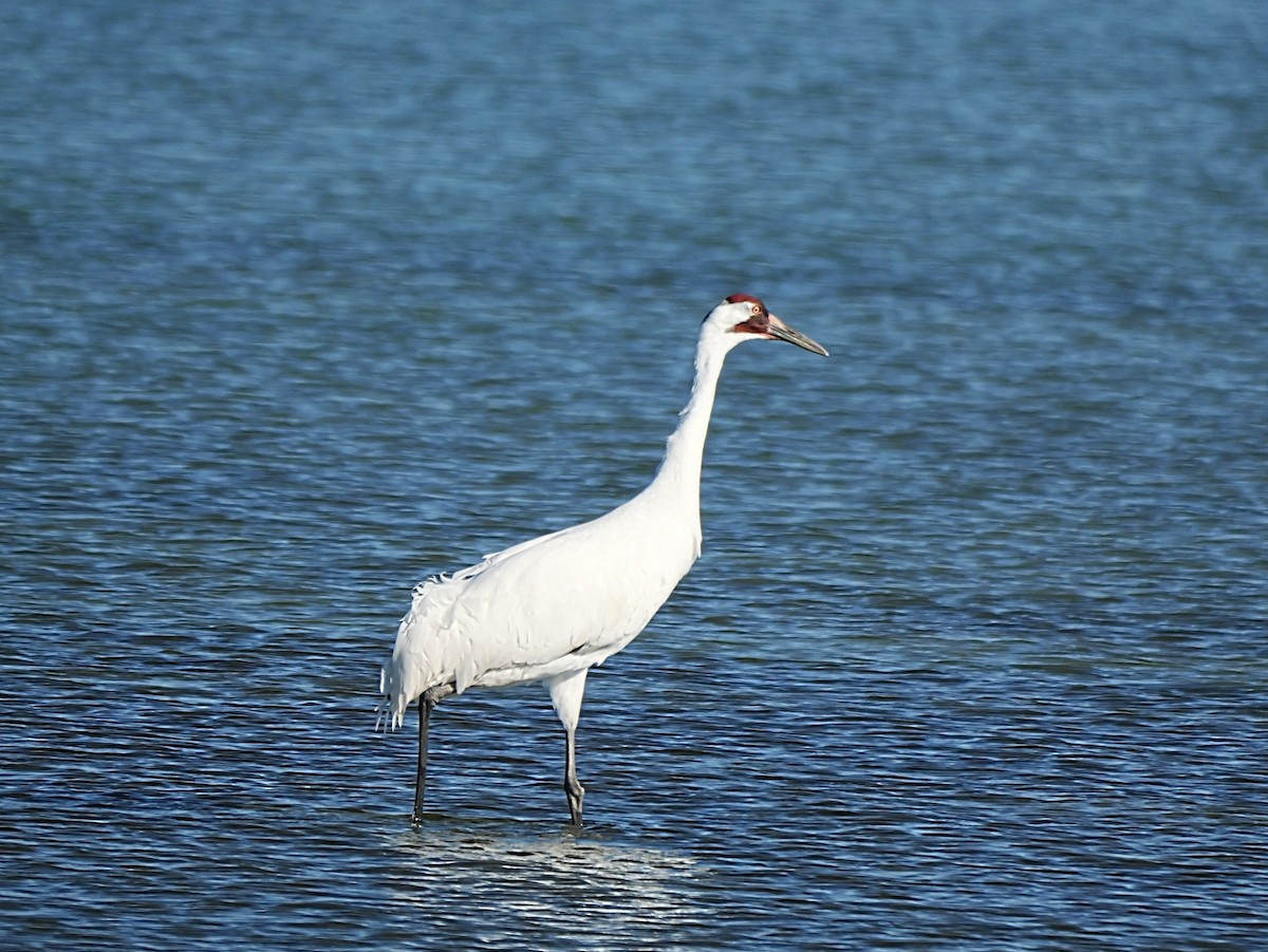 jeřáb americký - ML647144210