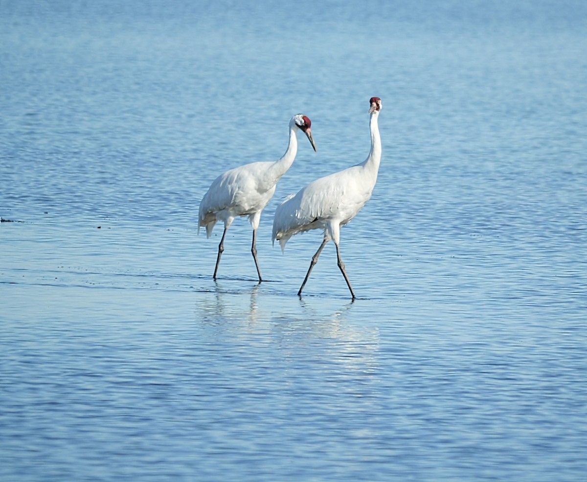 jeřáb americký - ML647144211