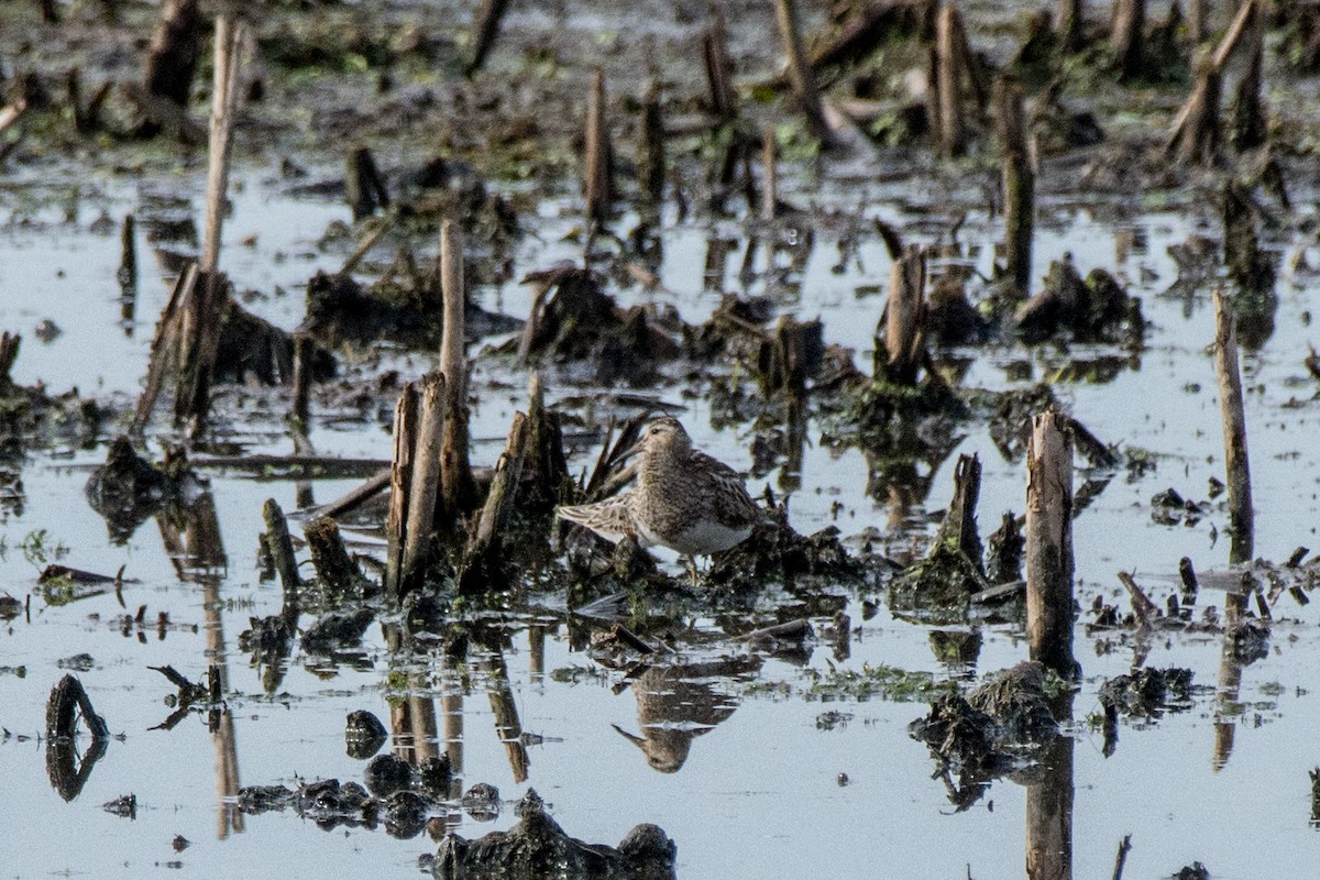 Побережник арктичний - ML647144212