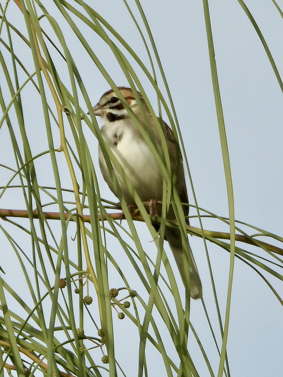 Lark Sparrow - ML647144223