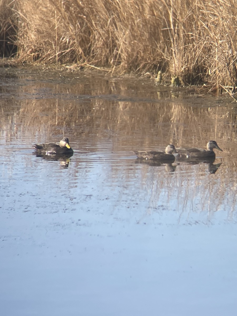 American Black Duck - ML647144231