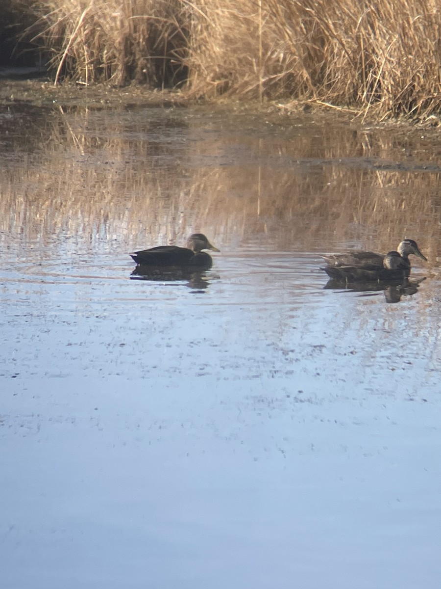 American Black Duck - ML647144232