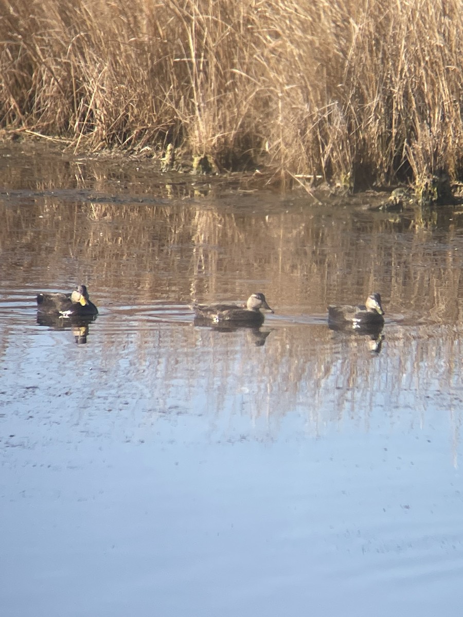 American Black Duck - ML647144233
