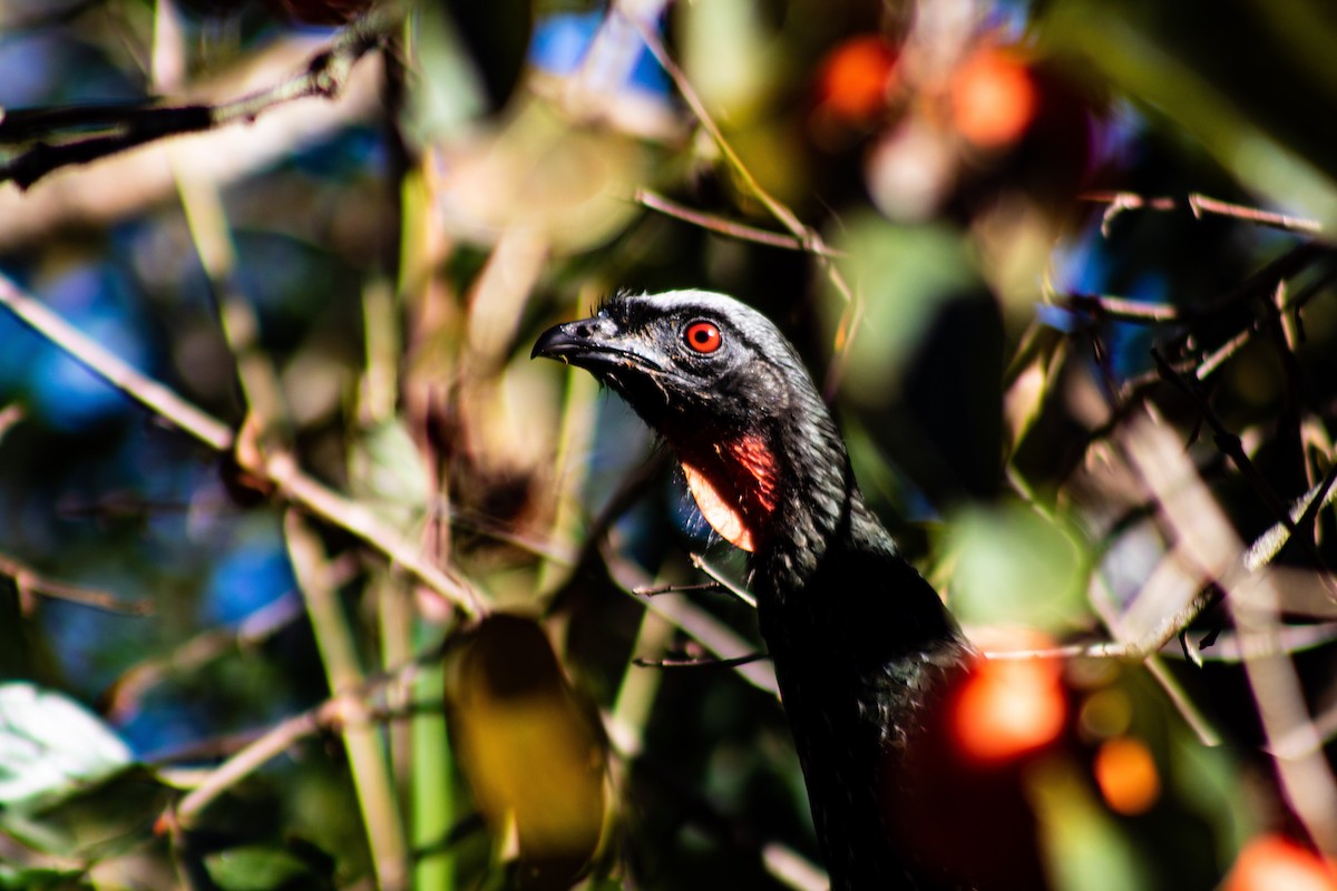Dusky-legged Guan - ML647144234
