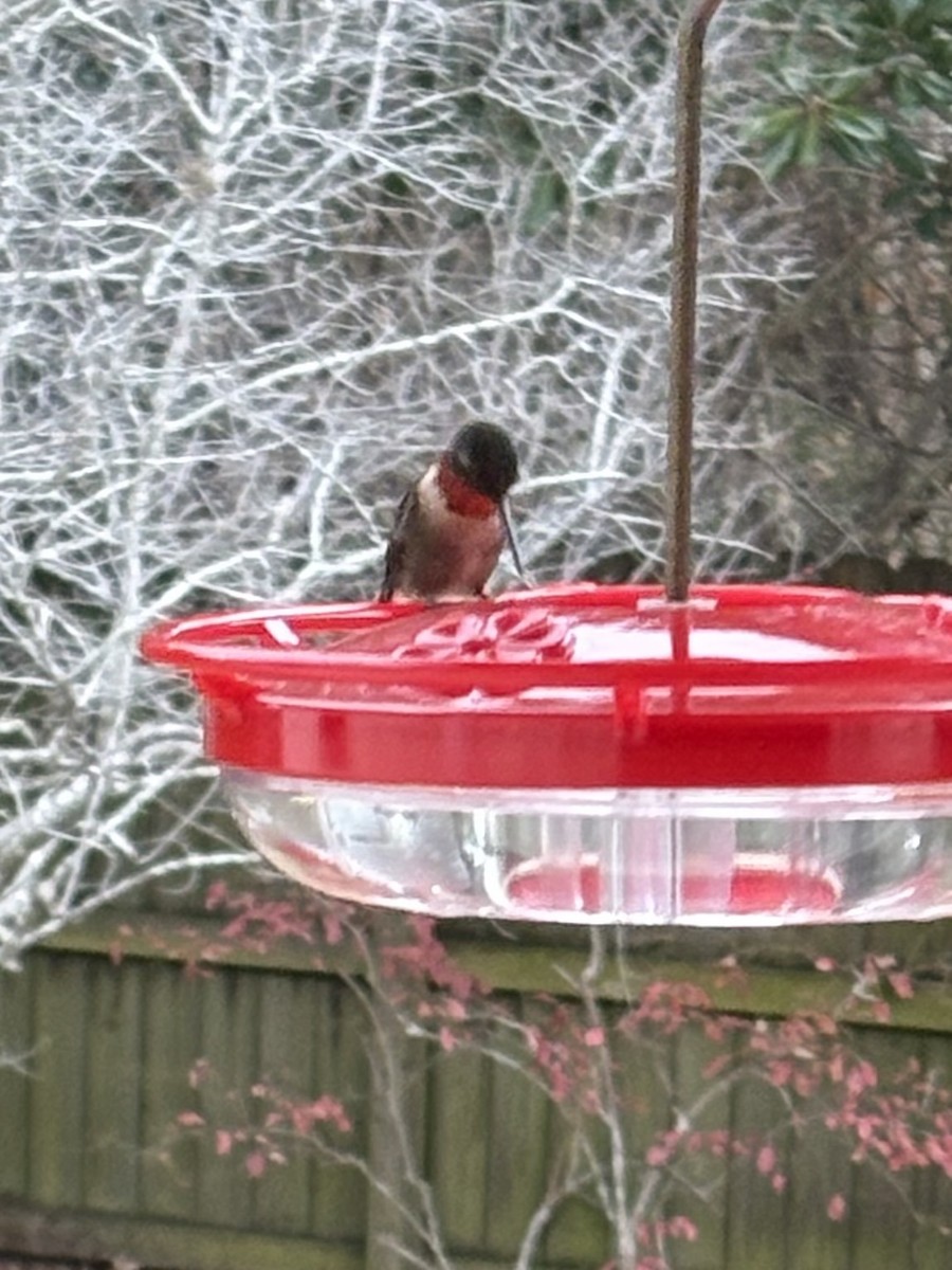 Рубиновогорлый колибри - ML647144237