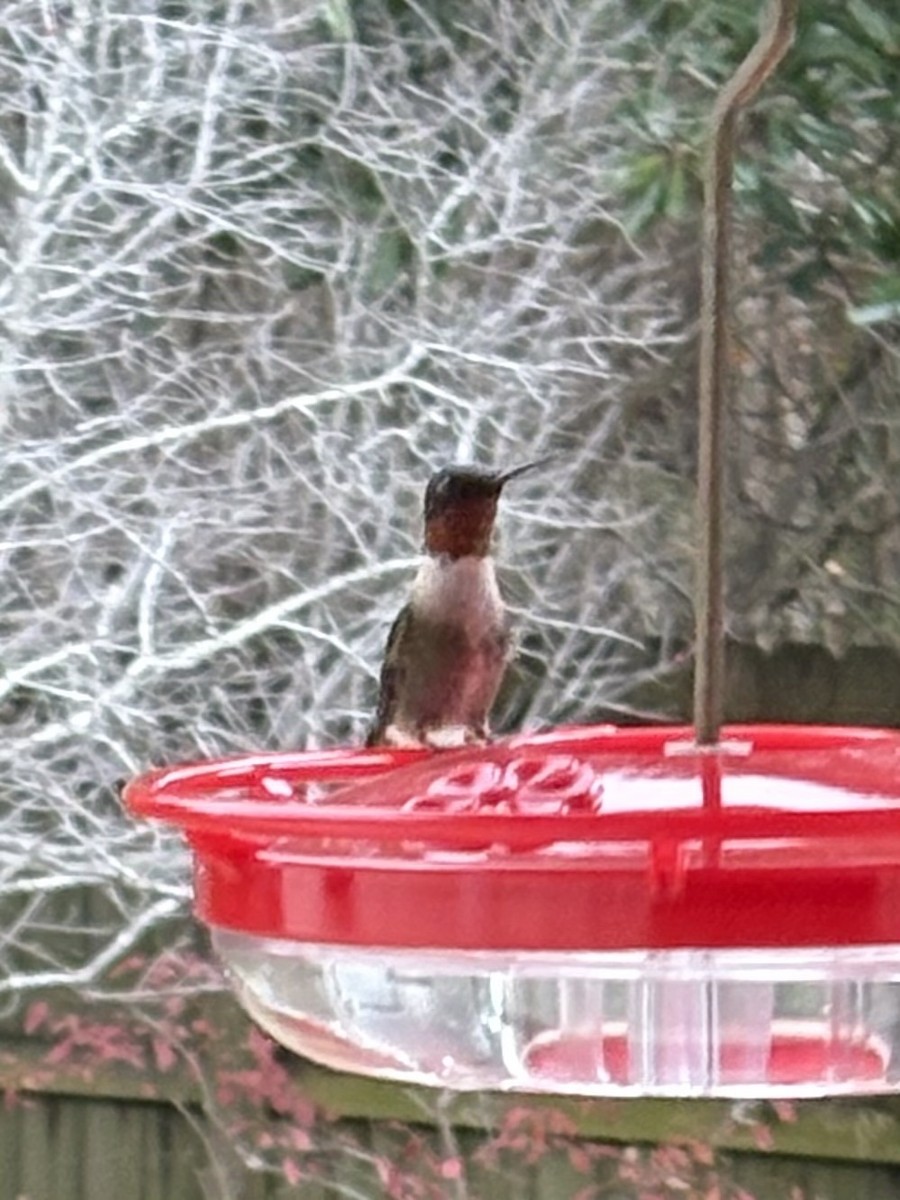 Рубиновогорлый колибри - ML647144238