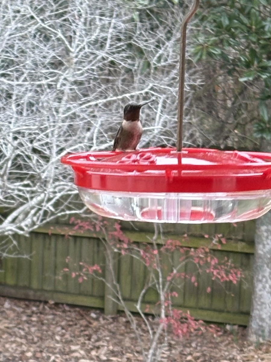 Рубиновогорлый колибри - ML647144239