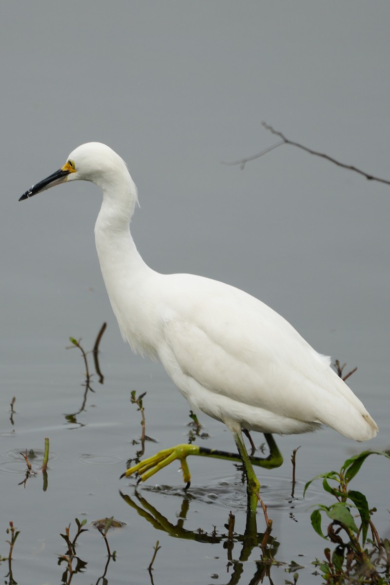 volavka bělostná - ML647144240