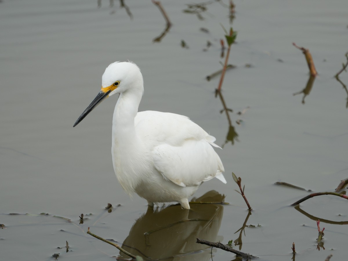 volavka bělostná - ML647144241