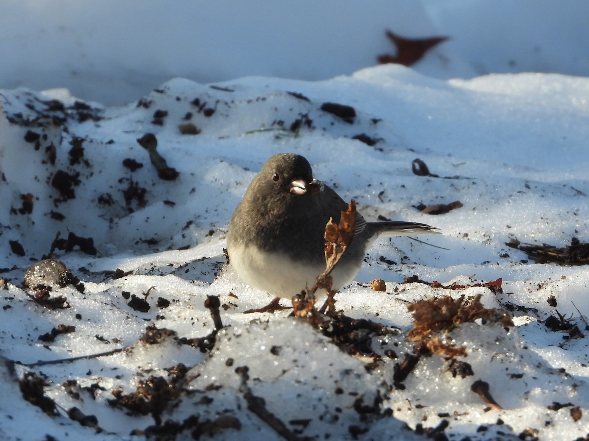 Dark-eyed Junco - ML647144282