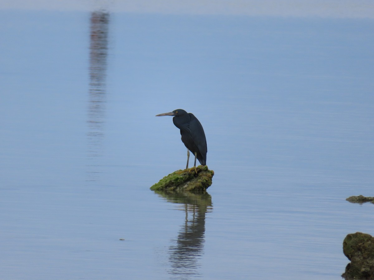 Riffreiher - ML647144296