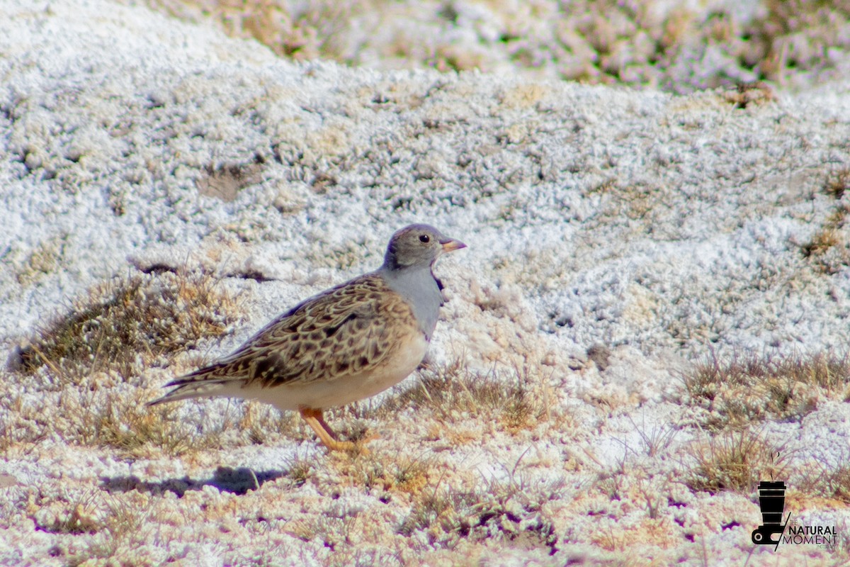Gray-breasted Seedsnipe - ML647144298