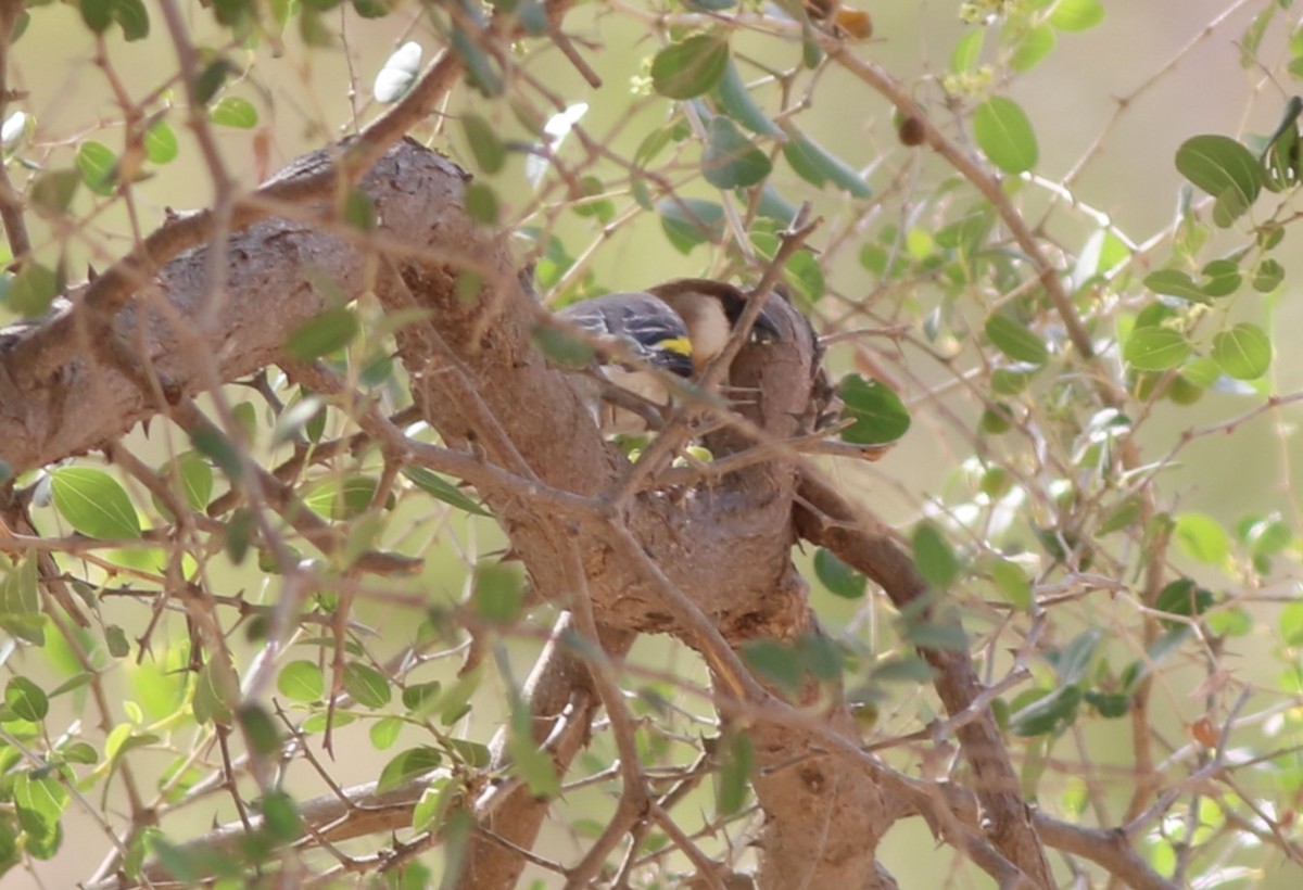 Arabian Grosbeak - ML647144308