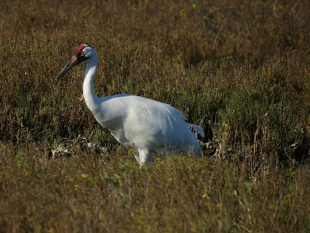 jeřáb americký - ML647144322