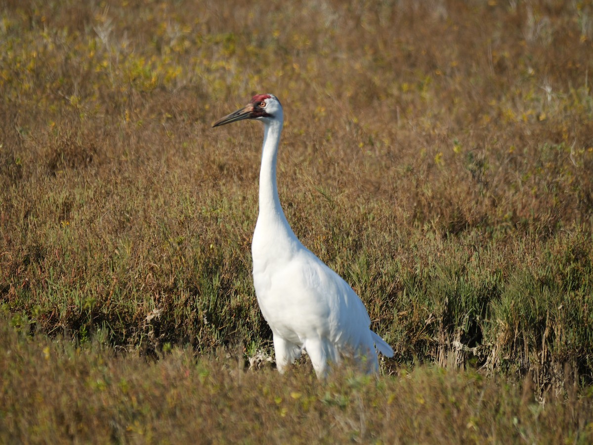jeřáb americký - ML647144323