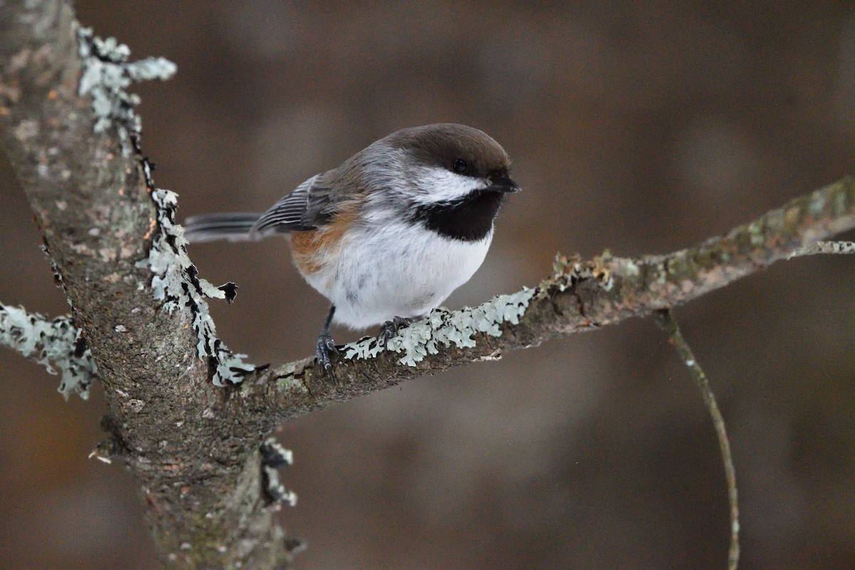 Boreal Chickadee - ML647144324