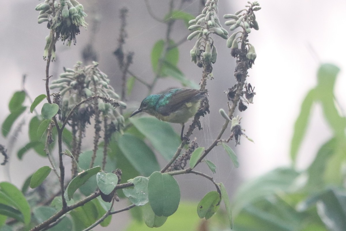 Collared Sunbird - ML647144349