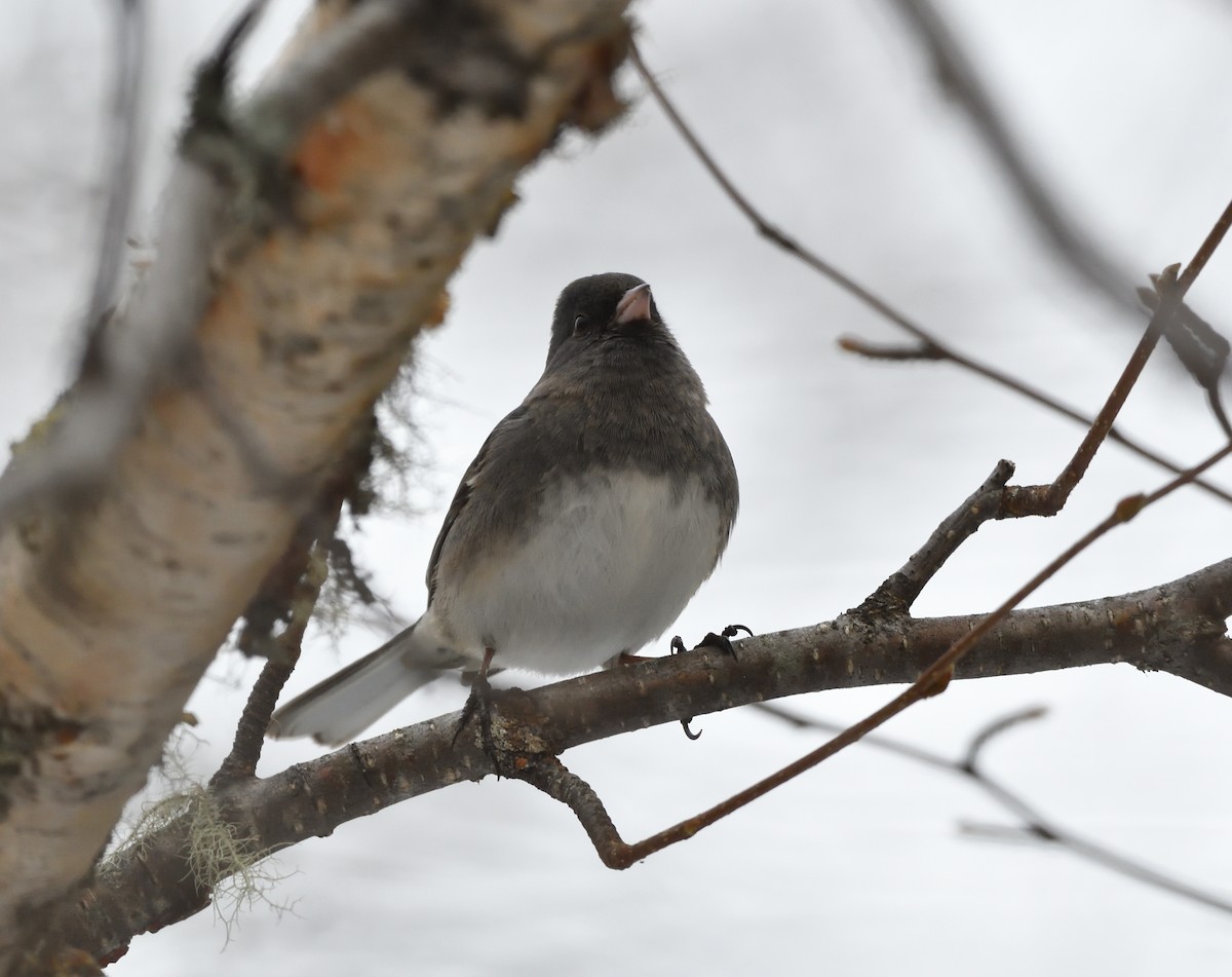 Dark-eyed Junco - ML647144354