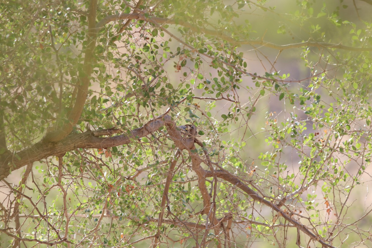 Arabian Grosbeak - ML647144356