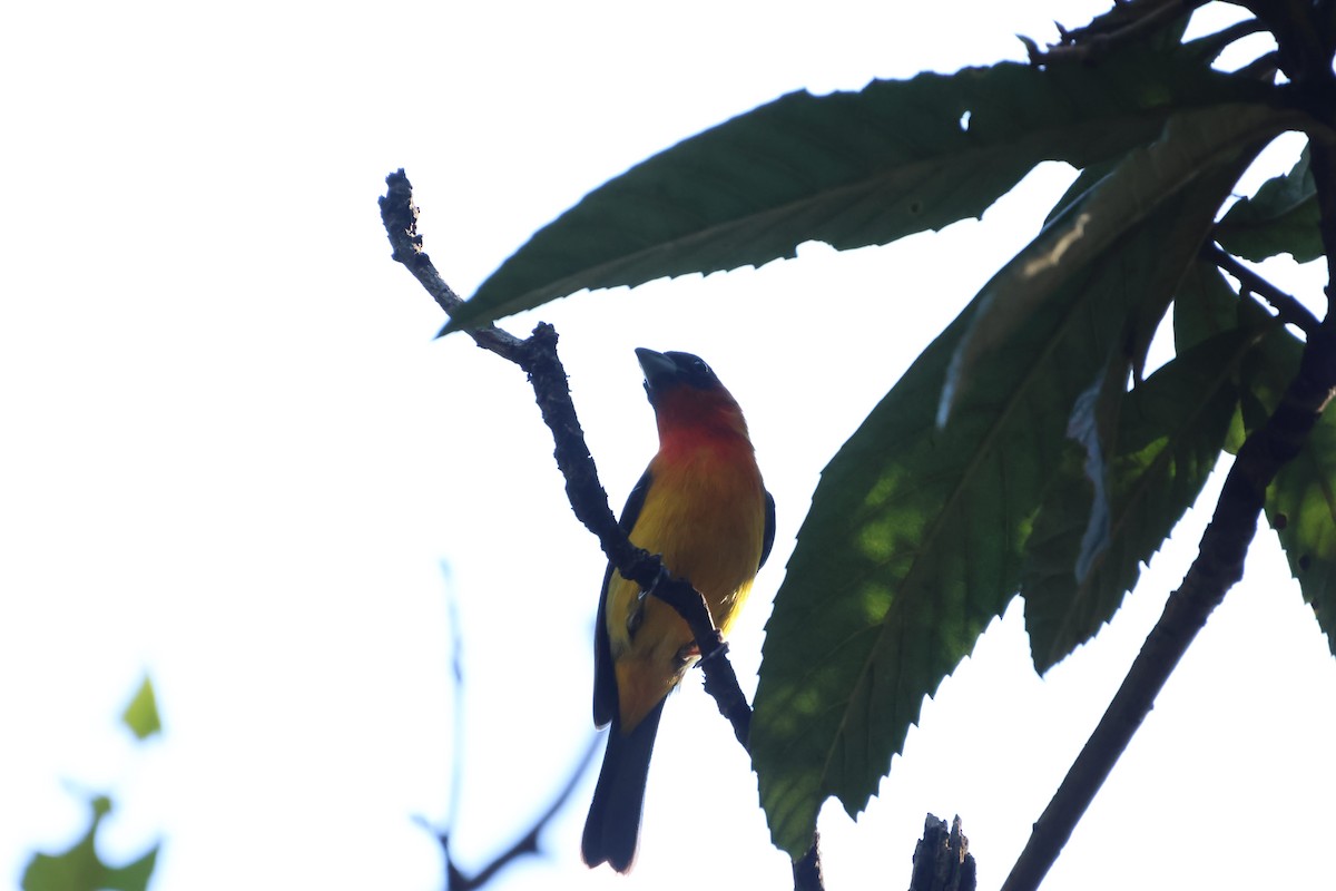 båndpiranga - ML647144360