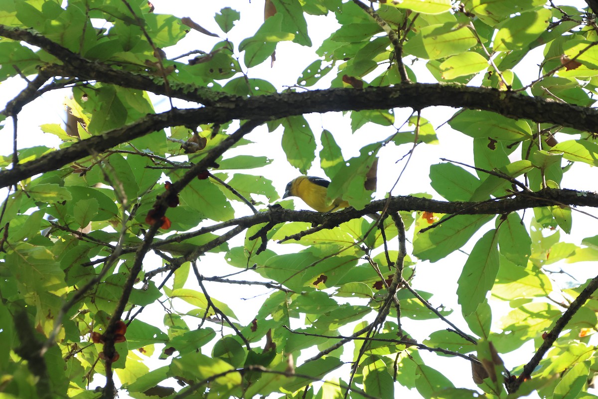 båndpiranga - ML647144361