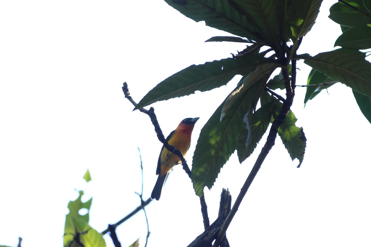 båndpiranga - ML647144362