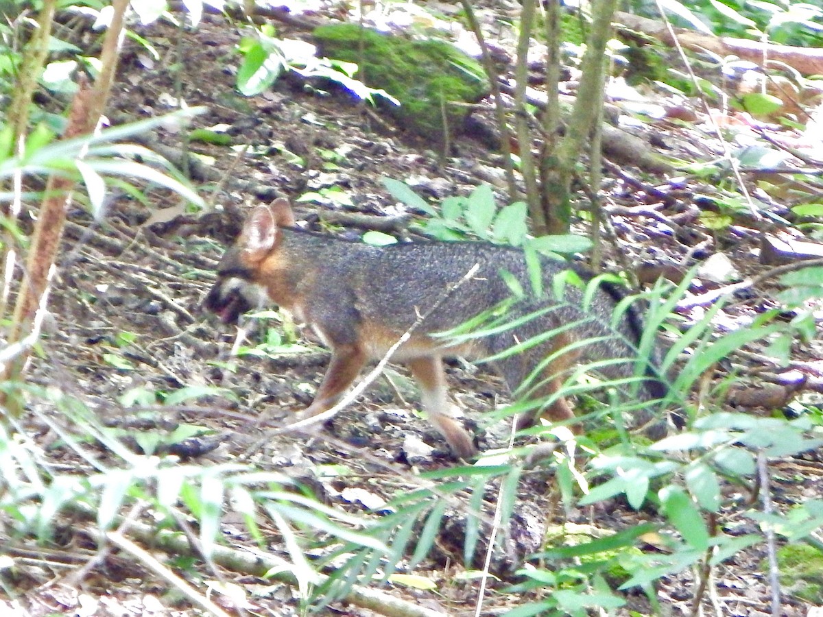 Yucatán Gray Fox - ML647144383