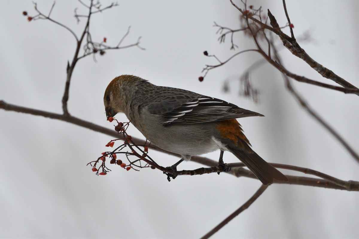 Hakengimpel - ML647144401