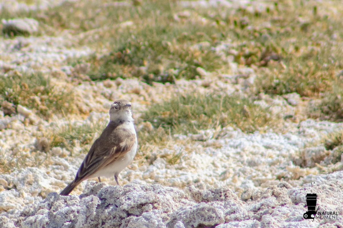 miner sp. (Geositta sp.) - ML647144408