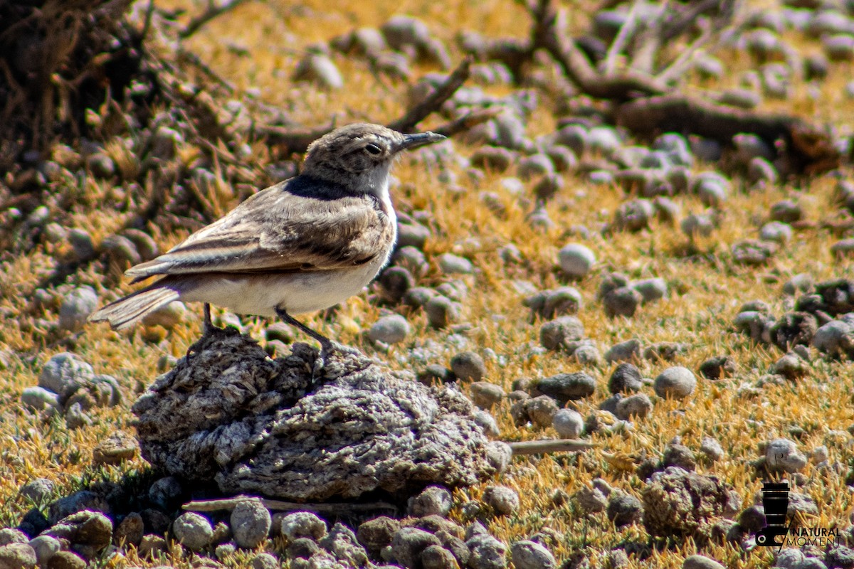 miner sp. (Geositta sp.) - ML647144409