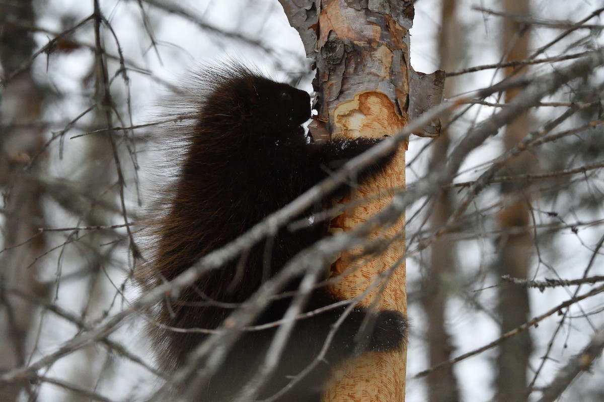 Animals - ML647144410