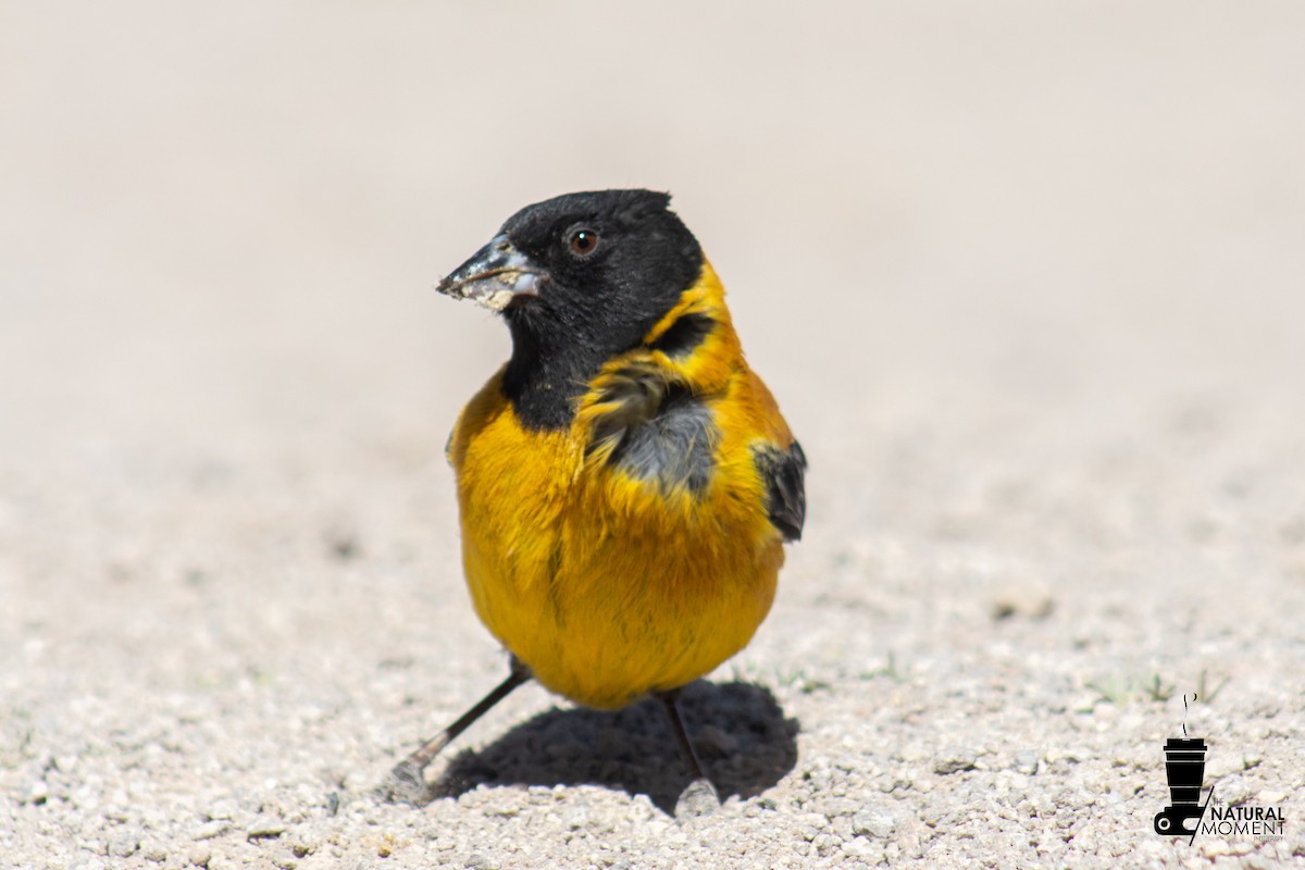 Black-hooded Sierra Finch - ML647144420