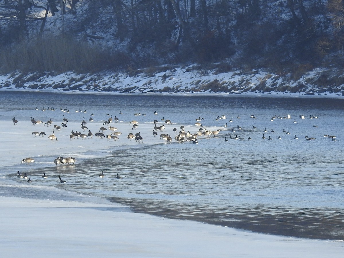 Canada Goose - ML647144424
