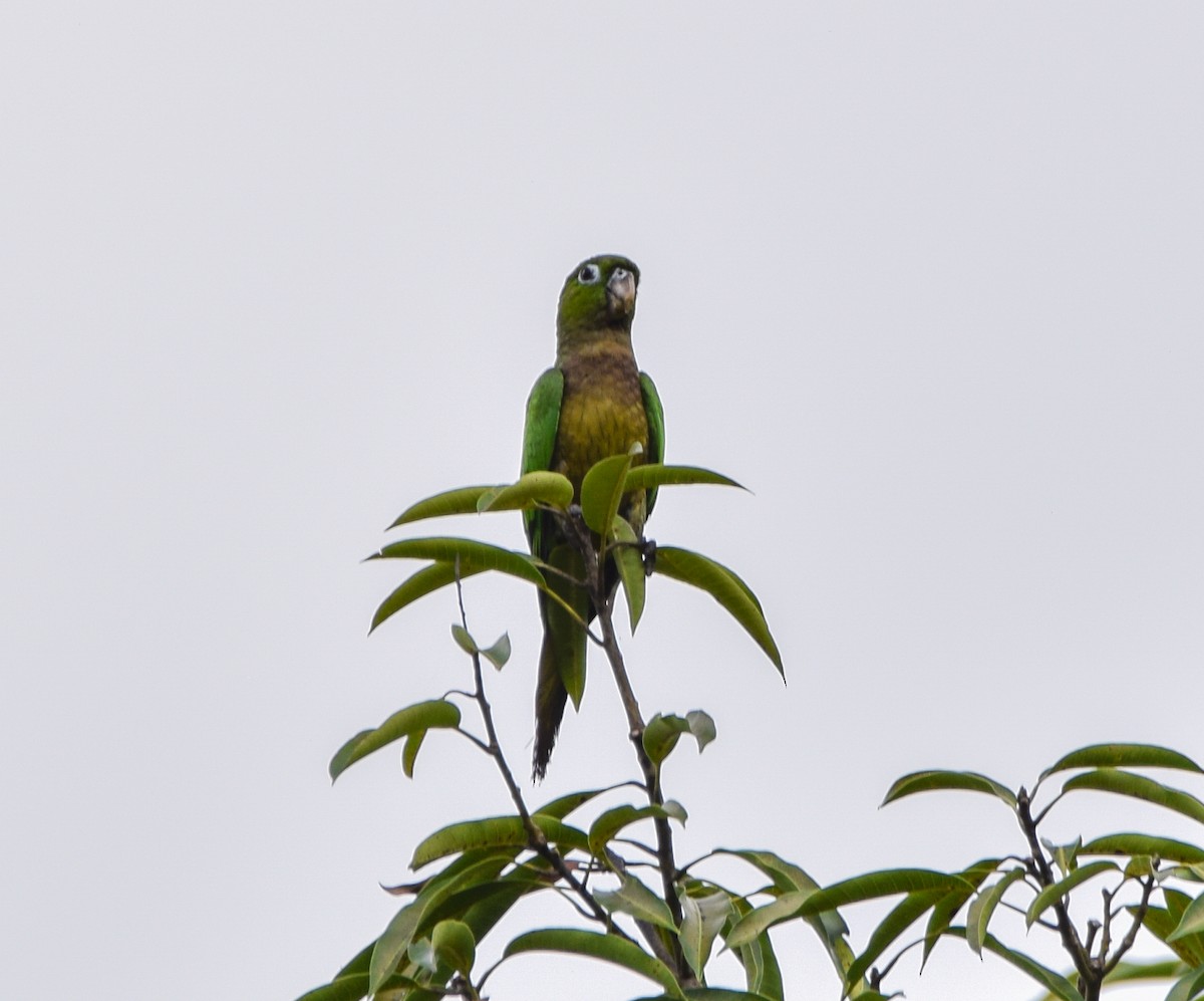 Olive-throated Parakeet - ML647144434