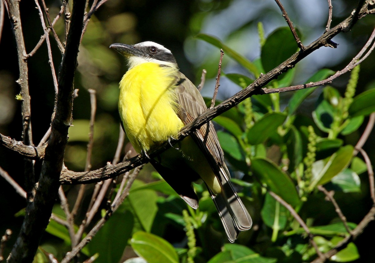 Boat-billed Flycatcher - ML647144435