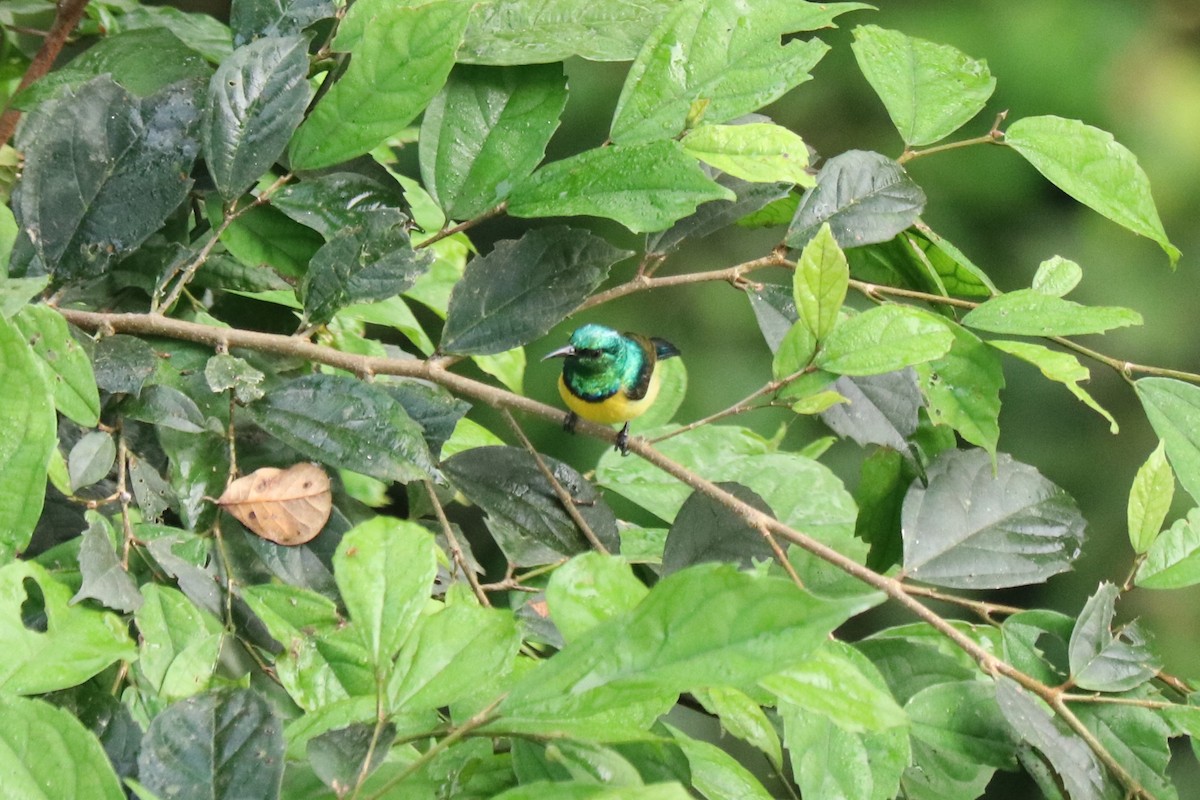 Collared Sunbird - ML647144439