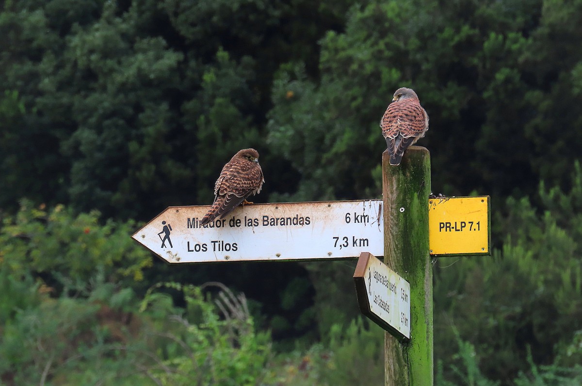Eurasian Kestrel (Canary Is.) - ML647144445