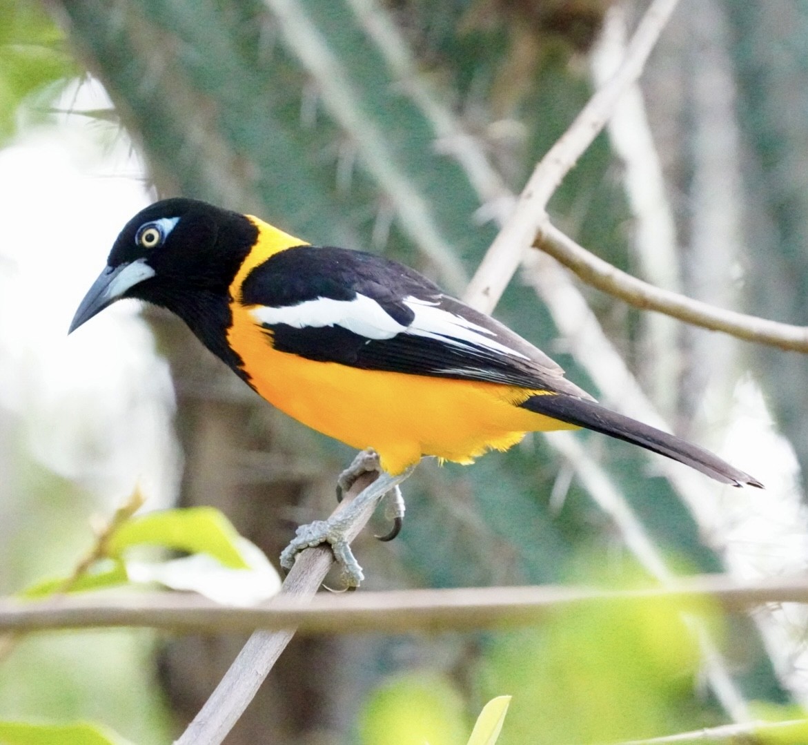 Трупіал венесуельський - ML647144446