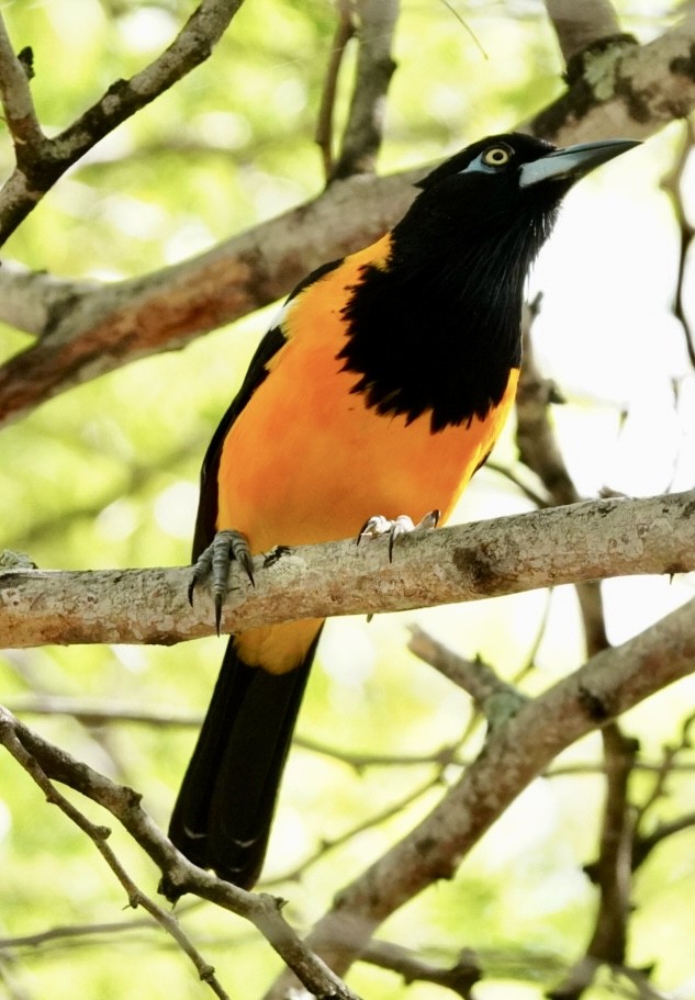 Трупіал венесуельський - ML647144447