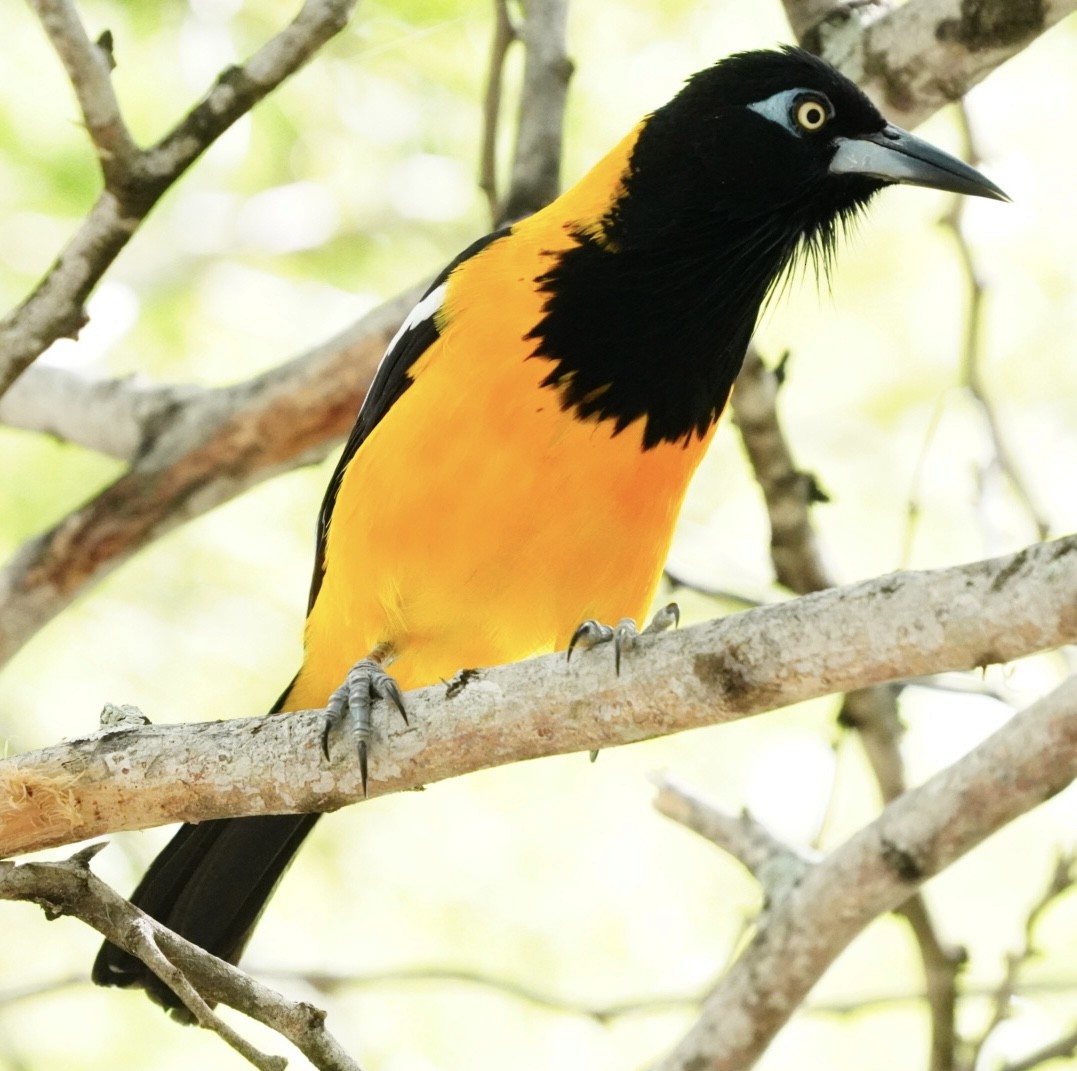 Трупіал венесуельський - ML647144448