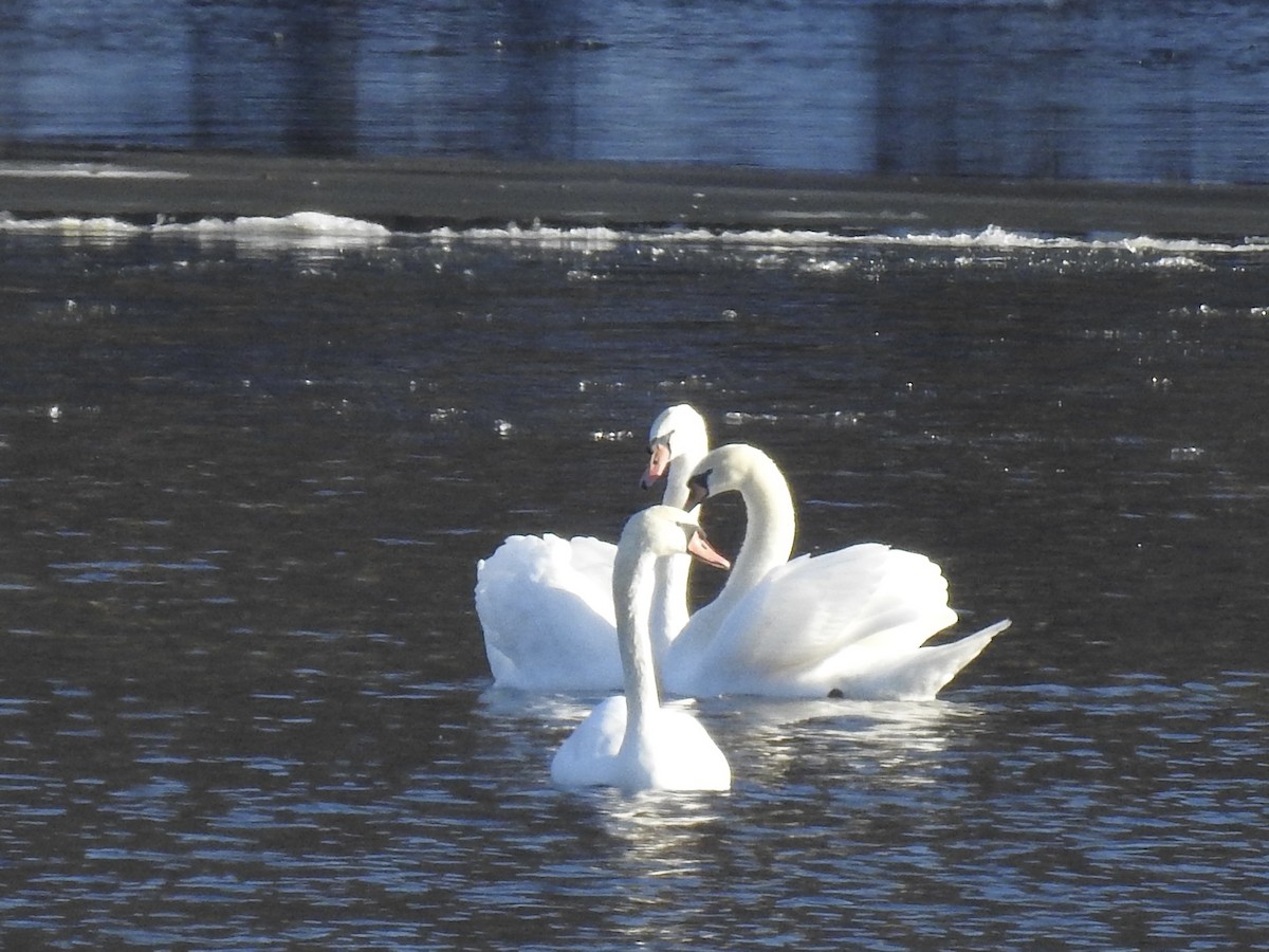 Mute Swan - ML647144449