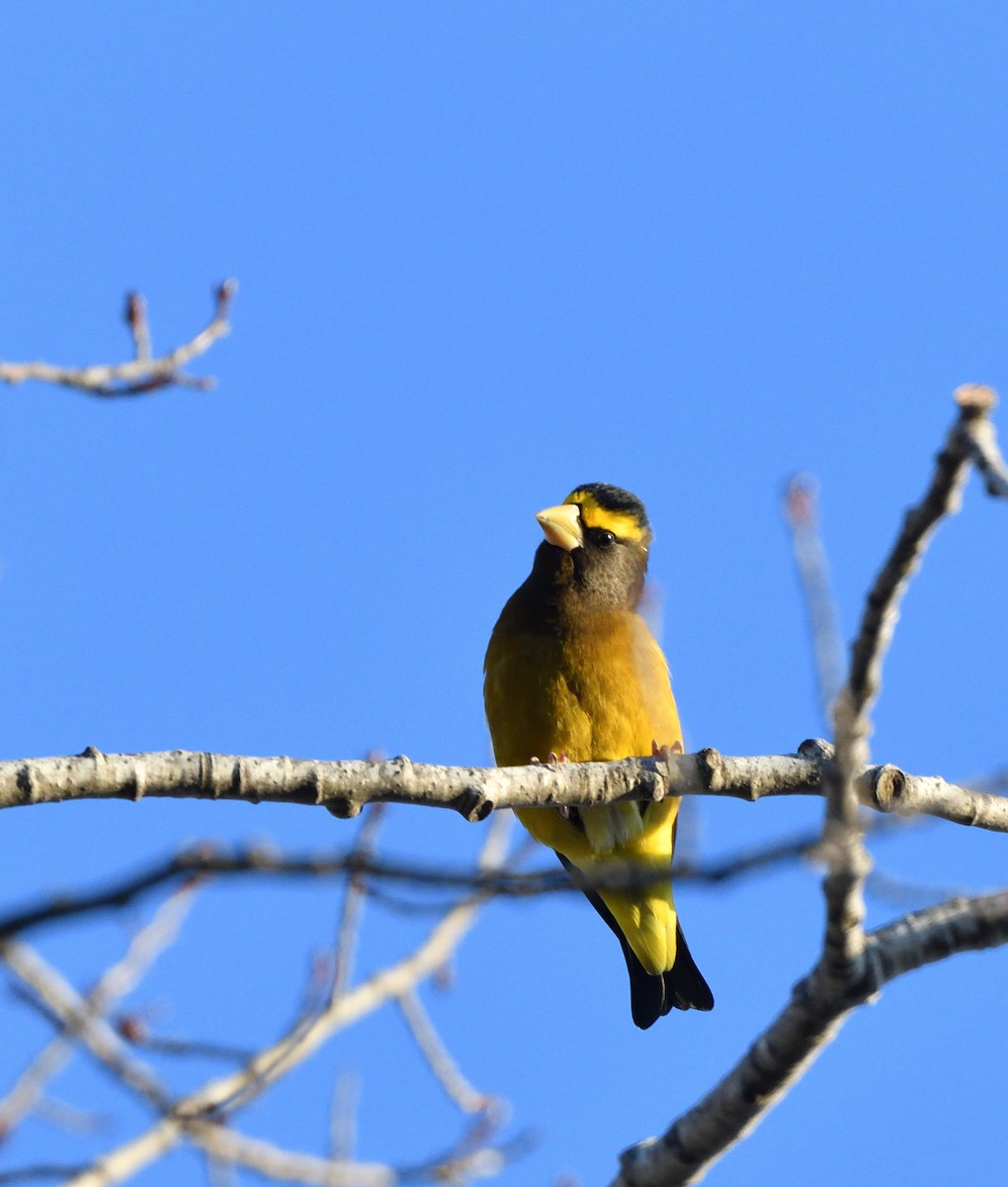 Evening Grosbeak - ML647144450