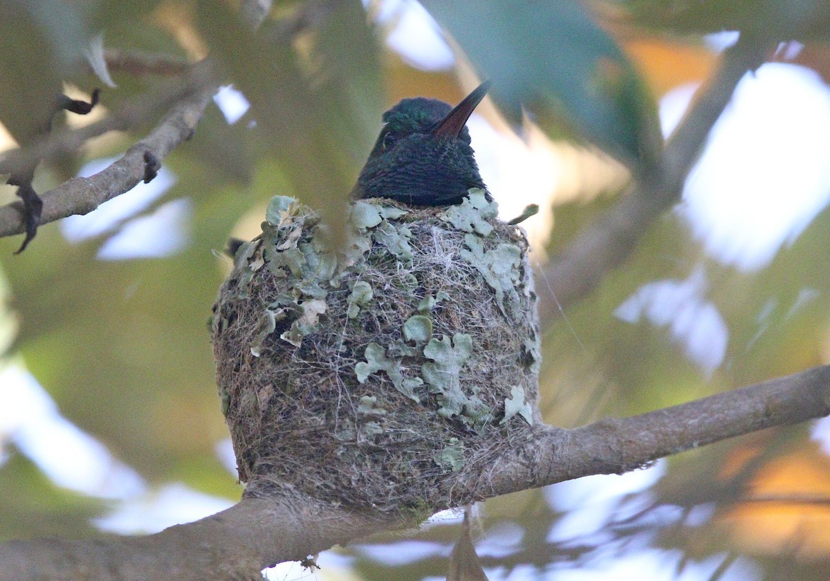 Blue-vented Hummingbird - ML647144452