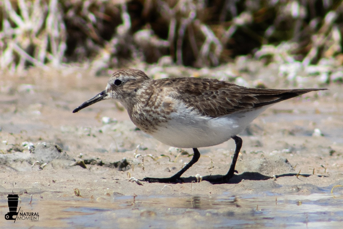 Baird's Sandpiper - ML647144456