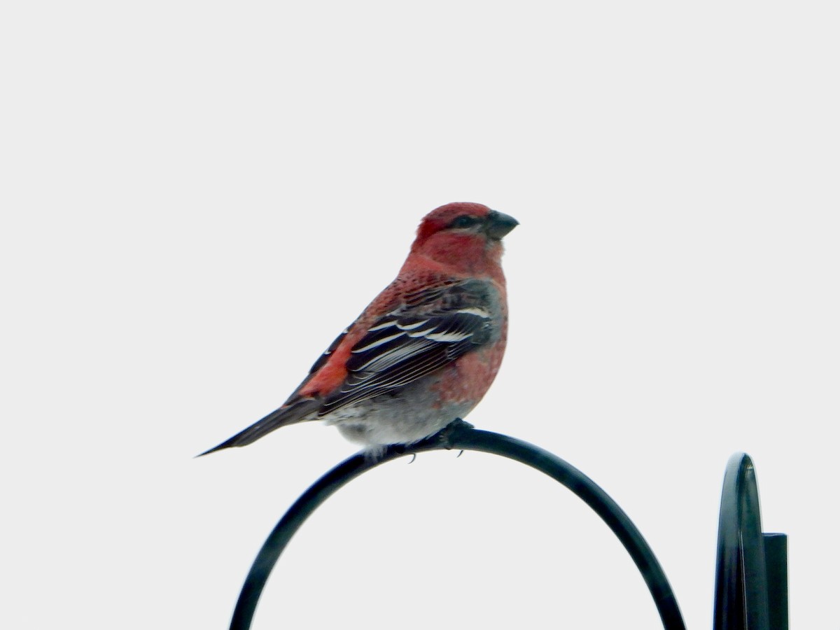 Hakengimpel - ML647144457