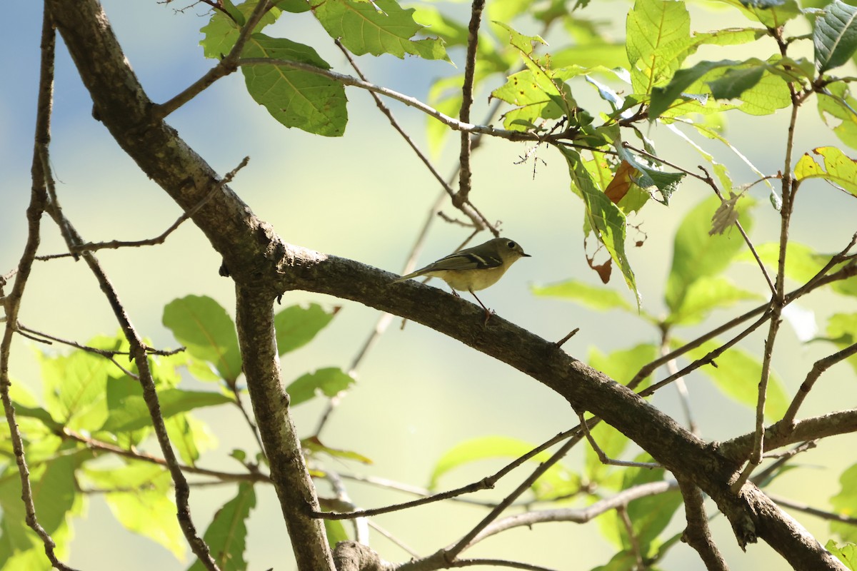 Ruby-crowned Kinglet - ML647144458